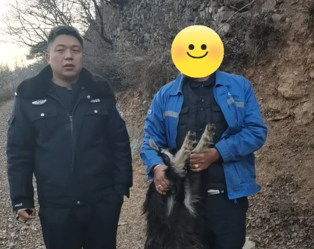 羊死了？谁赔......