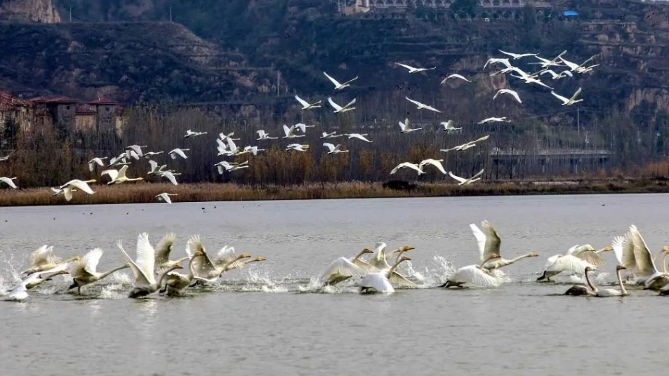 山西平陆黄河湿地万余只越冬白天鹅“启程”飞返西伯利亚