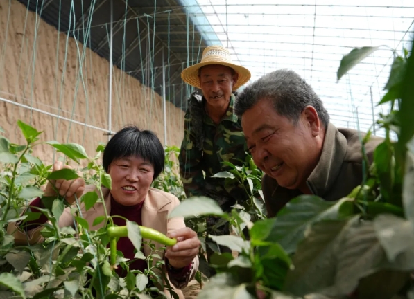 太原阳曲：聚焦蔬菜稳产保供  助力乡村产业振兴