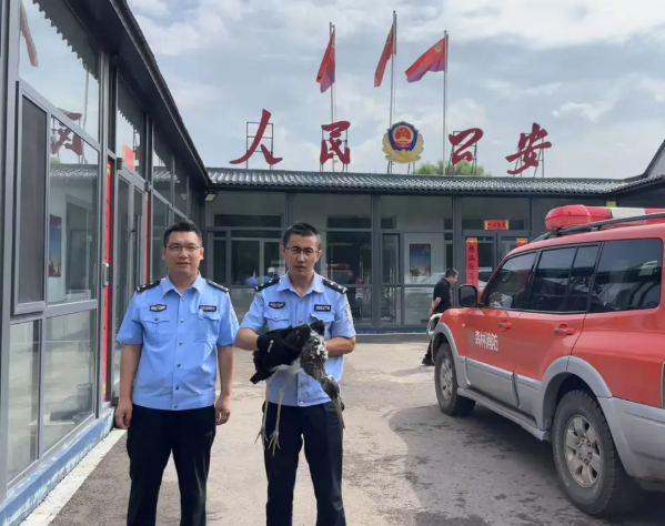 朔州平鲁：警民携手救助国家一级保护动物黑鹳  共同守护“鸟中大熊猫”
