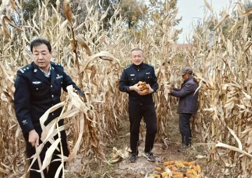 “藏蓝”护金秋  丰收好“警色”——朔州右玉公安护航秋粮抢收工作